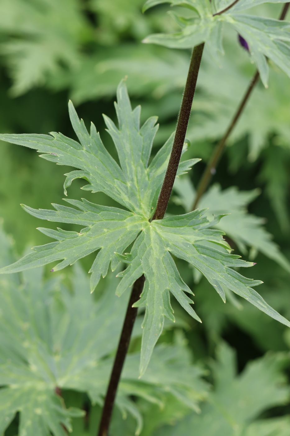 Изображение особи Aconitum leucostomum.