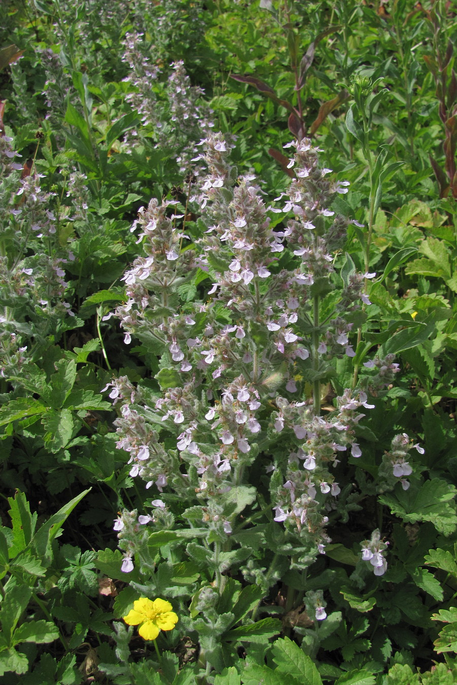 Изображение особи Teucrium scordioides.