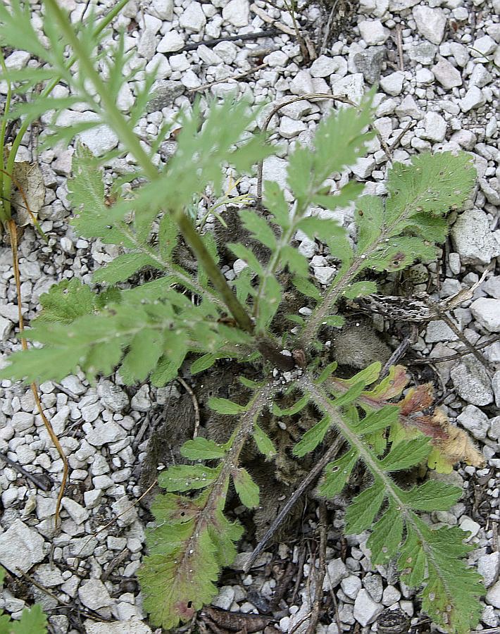 Изображение особи Scabiosa praemontana.