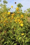 Rudbeckia laciniata