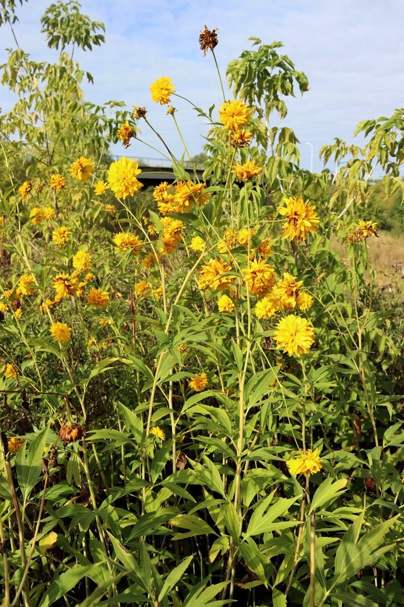 Изображение особи Rudbeckia laciniata.