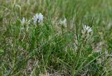 Astragalus inopinatus. Цветущие растения. Хакасия, Бейский р-н, окр. с. Верх-Киндирла, степной склон. 12.06.2022.