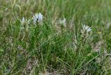 Astragalus inopinatus