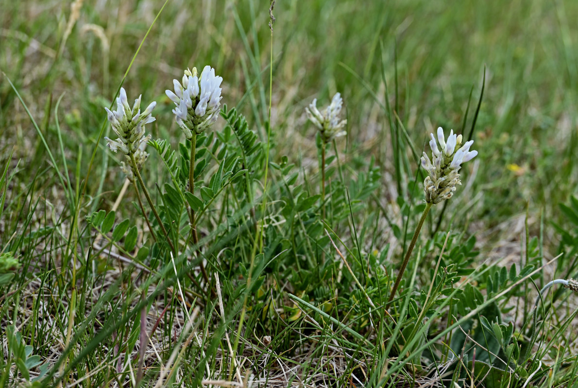 Изображение особи Astragalus inopinatus.