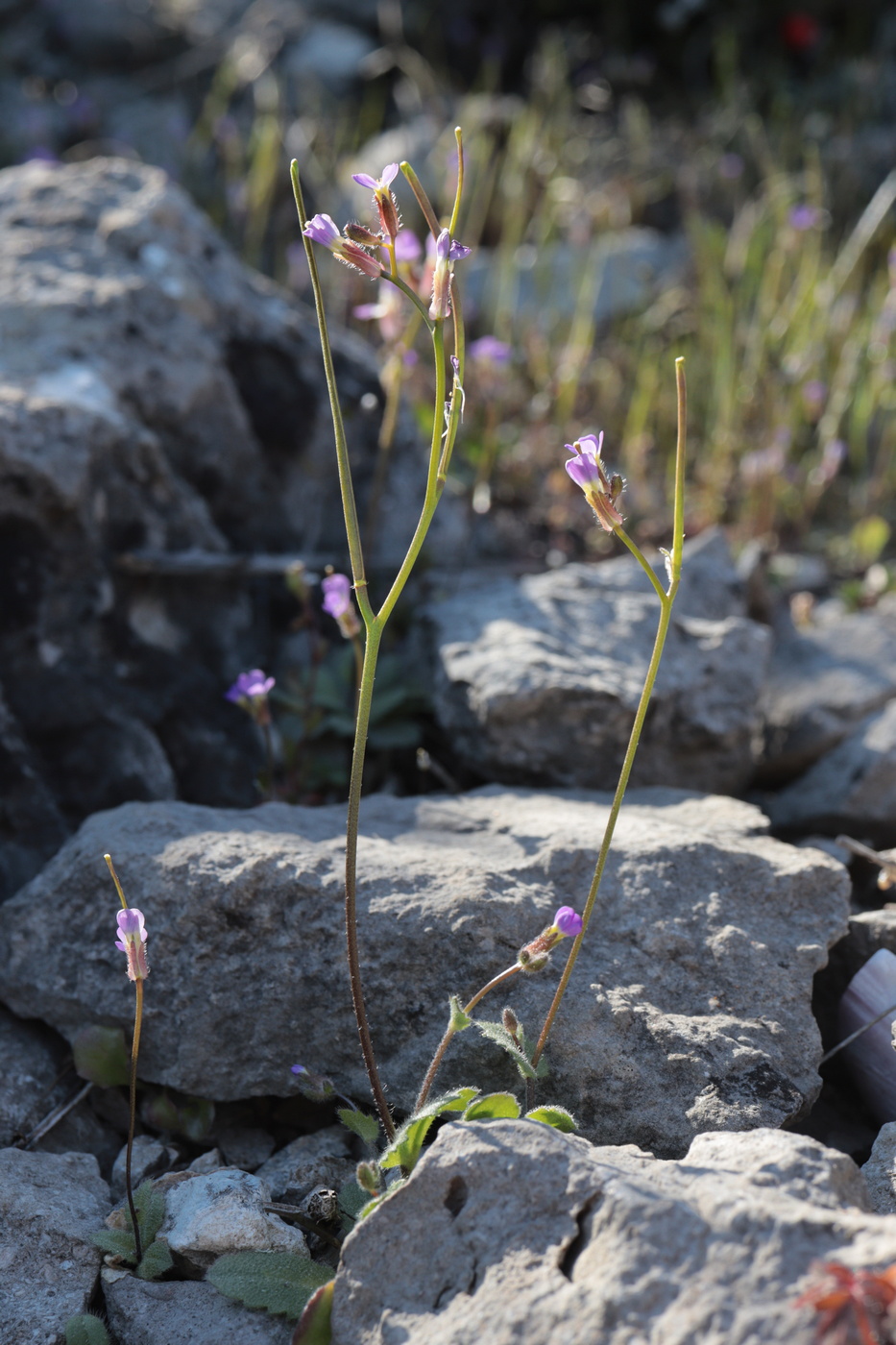 Image of Arabis verna specimen.