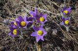 Pulsatilla patens. Цветущие растения. Пермский край, г. Пермь, Кировский р-н, прилегающий к песчаному карьеру сосновый бор. 09.04.2023.