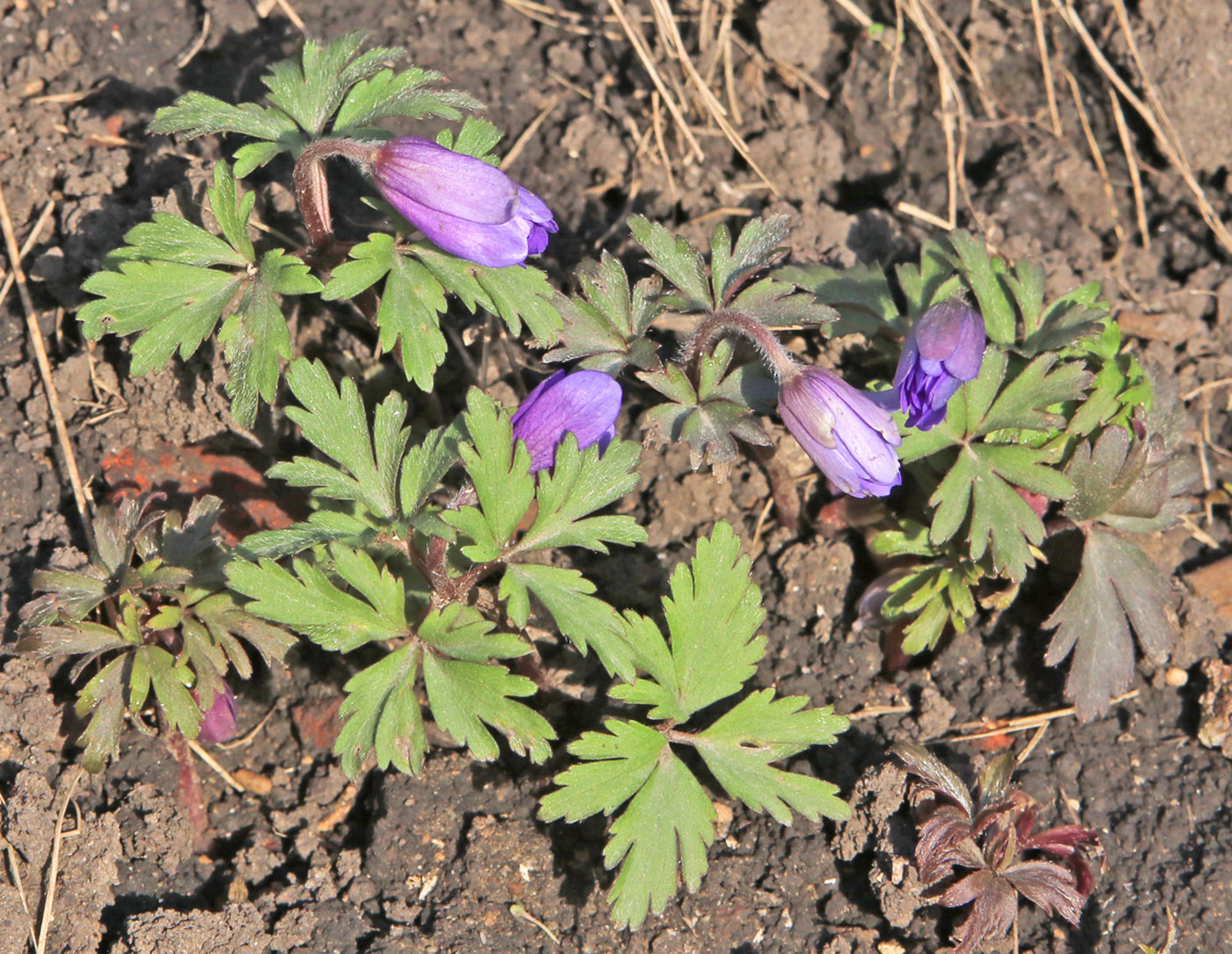 Изображение особи Anemone blanda.