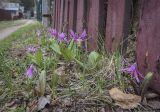 Erythronium sibiricum. Цветущие растения, убежавшие из культуры. Пермский край, г. Пермь, Кировский р-н, садоводческое товарищество, обочина грунтовой дороги. 30.04.2023.