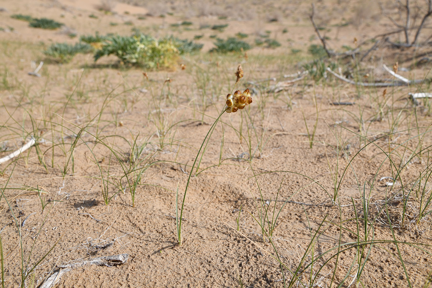 Image of Carex physodes specimen.