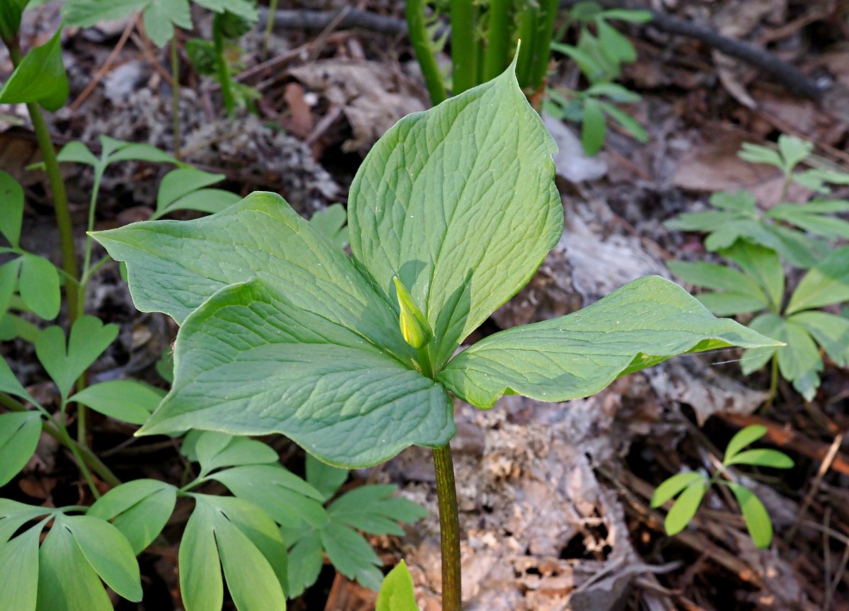 Image of Paris quadrifolia specimen.