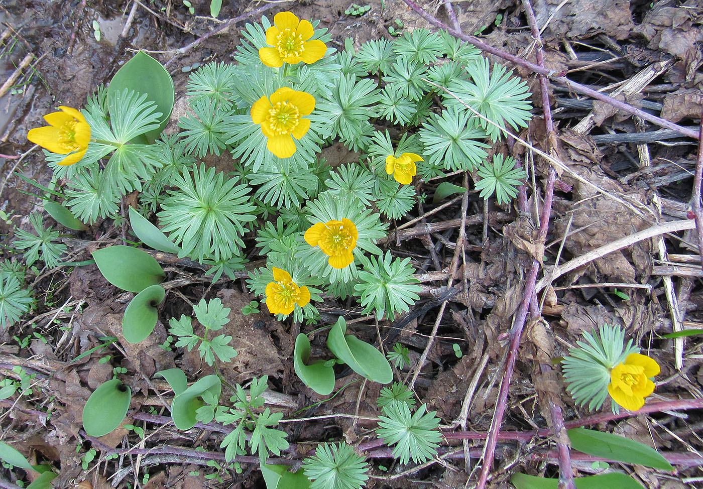 Image of Eranthis longistipitata specimen.