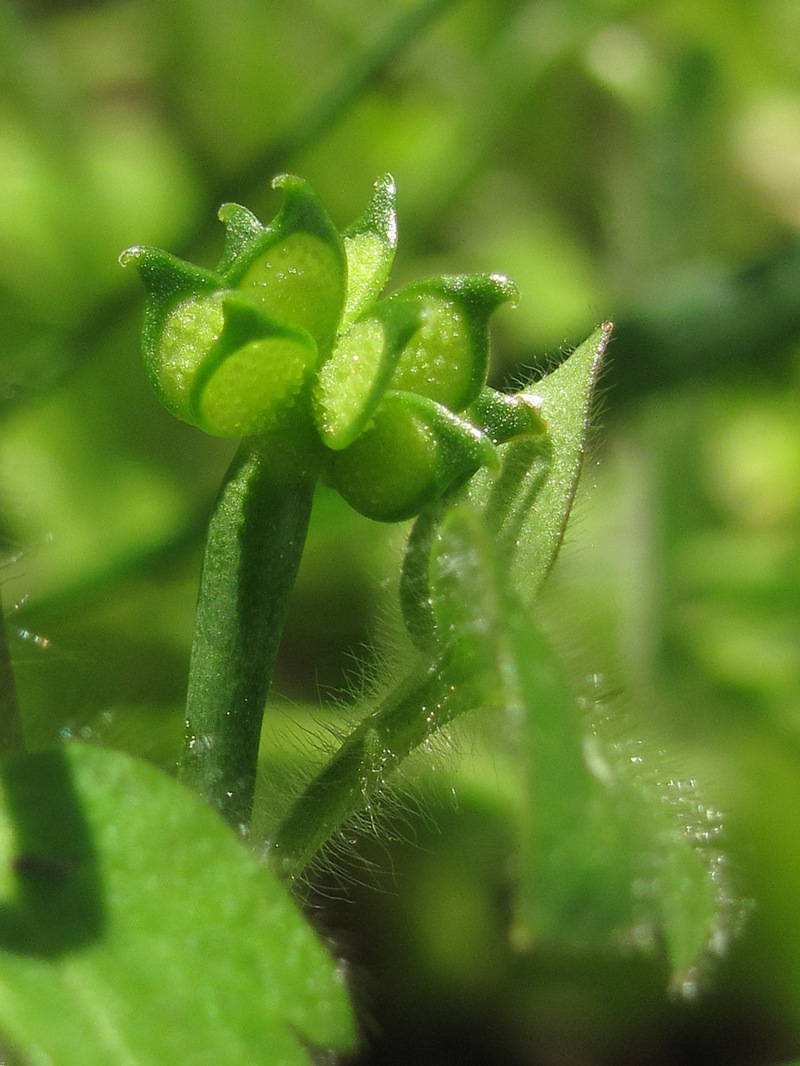 Изображение особи Ranunculus chius.