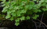 Saxifraga sibirica