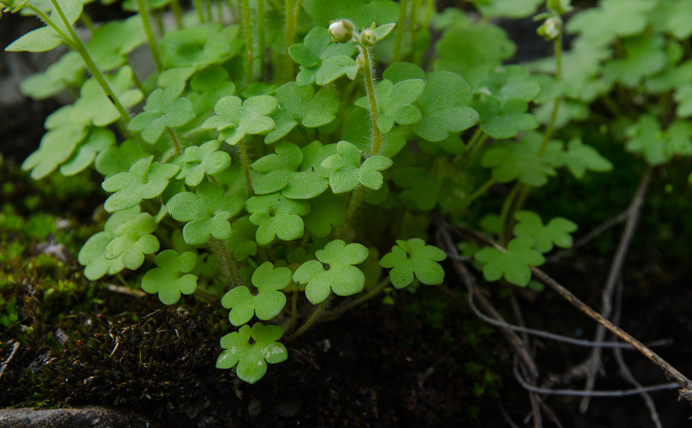 Image of Saxifraga sibirica specimen.