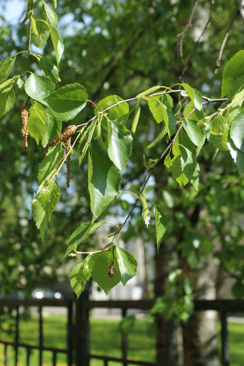 Изображение особи Betula pendula.