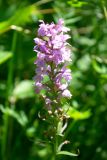 Dactylorhiza saccifera