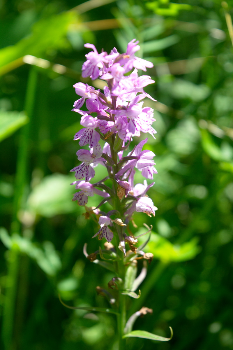 Изображение особи Dactylorhiza saccifera.