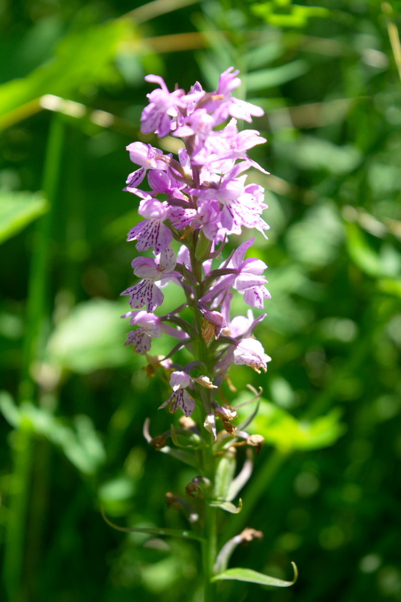 Image of Dactylorhiza saccifera specimen.