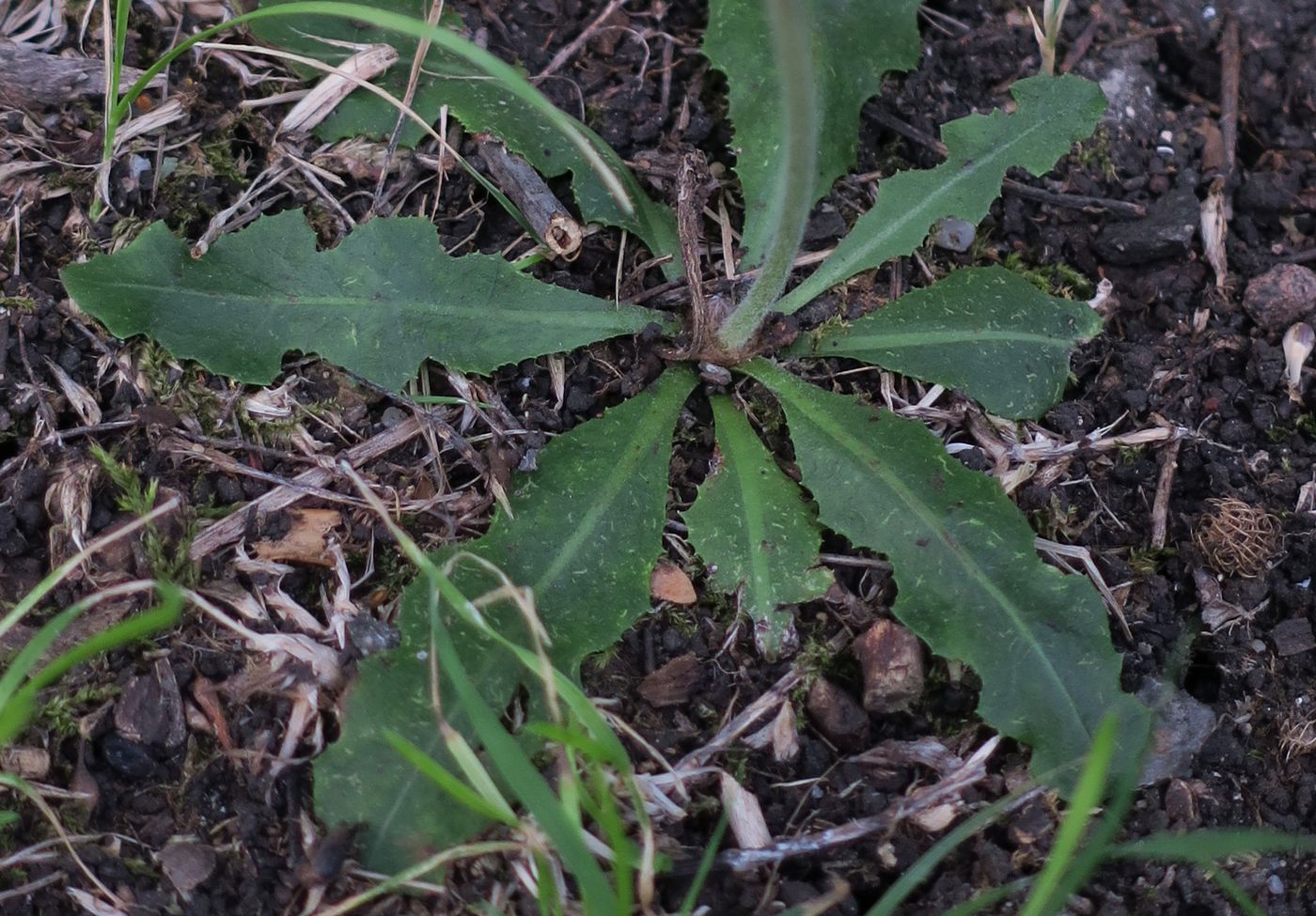 Изображение особи семейство Asteraceae.