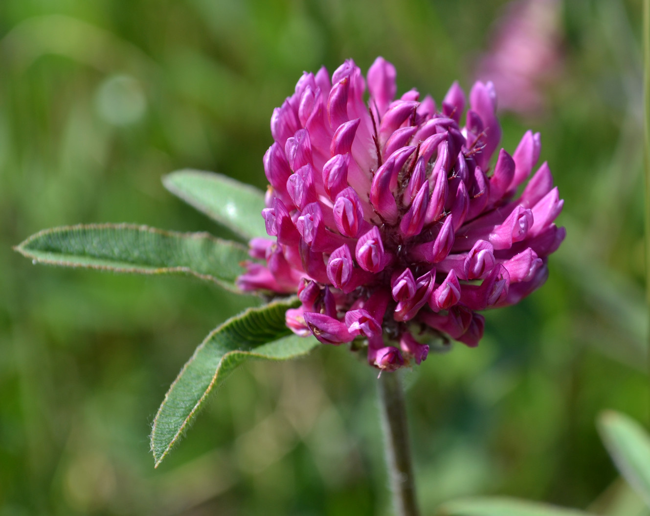Image of Trifolium alpestre specimen.