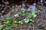 Caltha membranacea