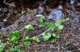 Caltha membranacea. Плодоносящее растение. Хабаровский край, р-н им. Полины Осипенко, хр. Дуссе-Алинь, берег оз. Тюленье, ≈ 1200 м н.у.м., у воды. 19.07.2021.