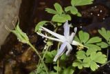 Aquilegia vicaria. Цветок (вид сбоку) и завязавшийся плод. Узбекистан, Кашкадарьинская обл., Китабский геологический заповедник; Зеравшанский хр., дол. р. Навобак, подножье скалы у речки. 22.07.2023.