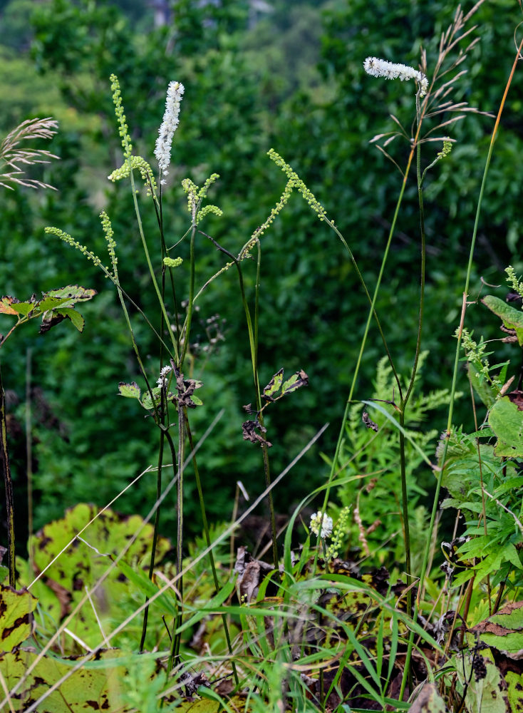 Изображение особи Cimicifuga simplex.