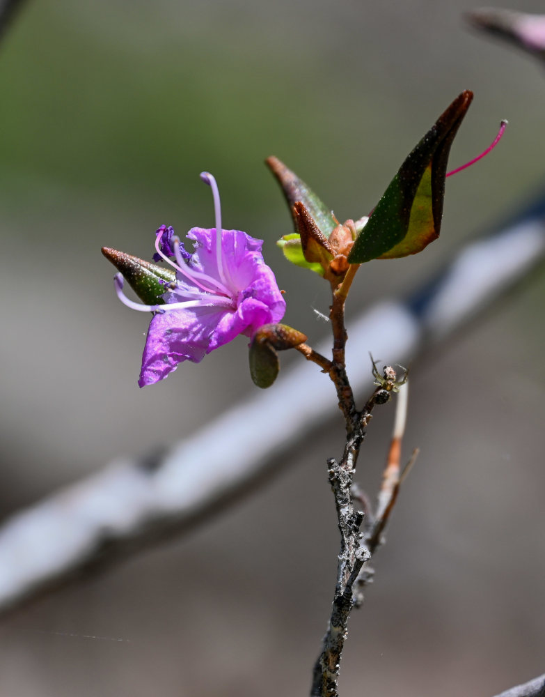Image of Rhododendron ledebourii specimen.