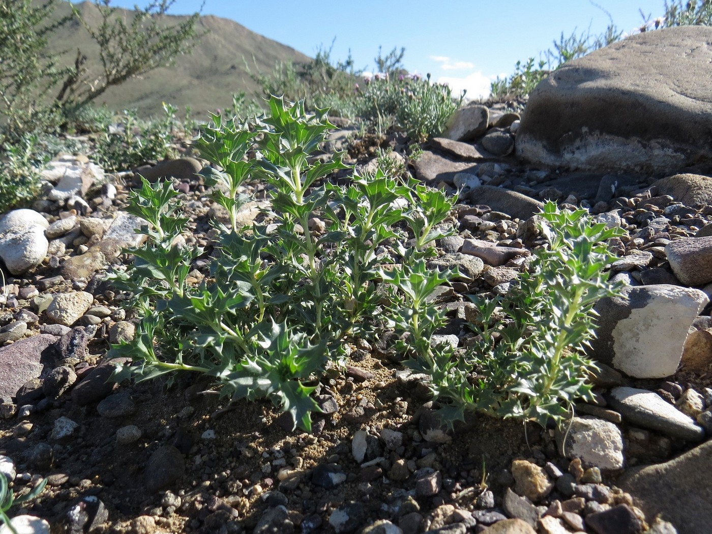 Изображение особи Lagochilus ilicifolius.