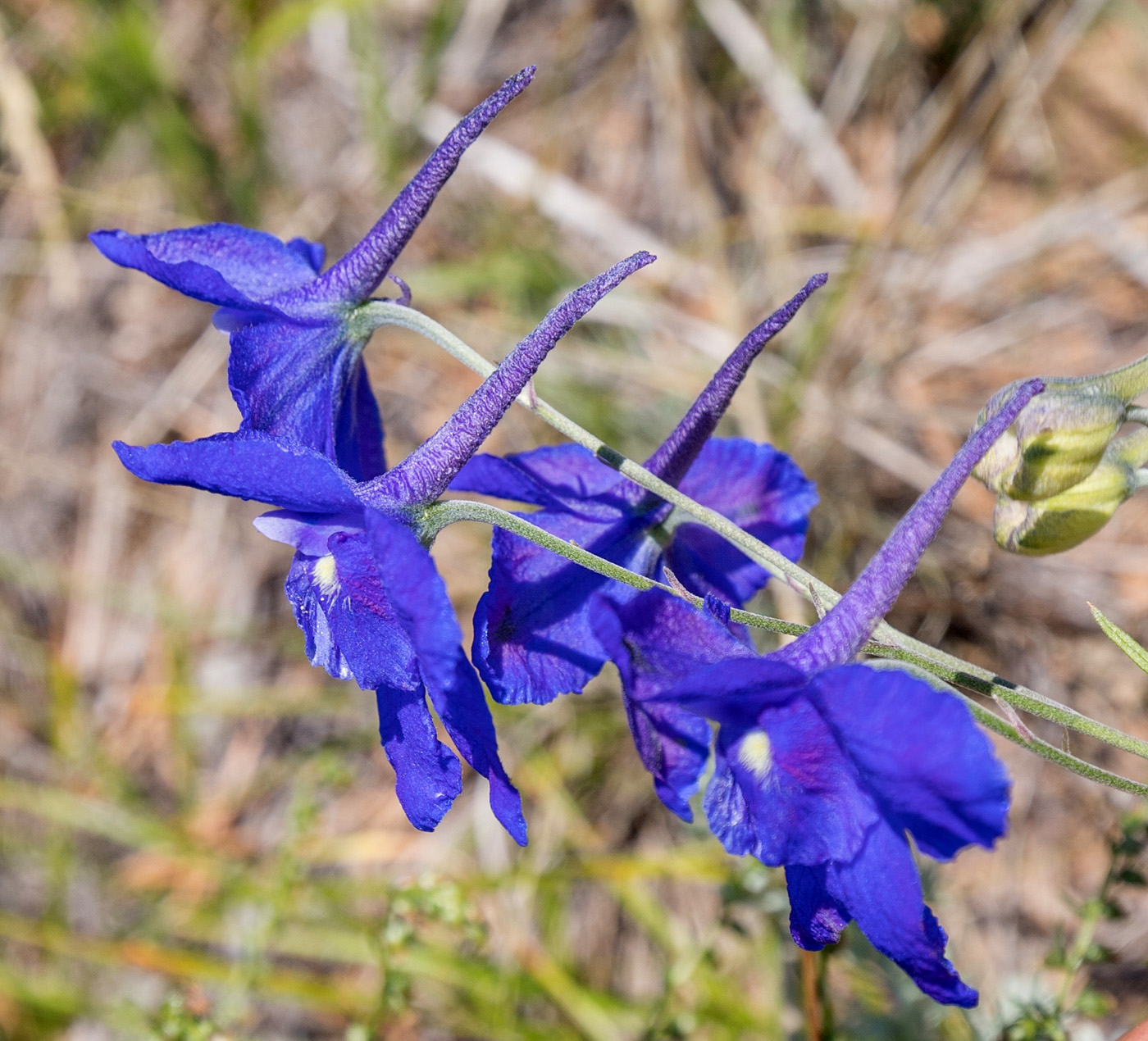 Image of Delphinium grandiflorum specimen.