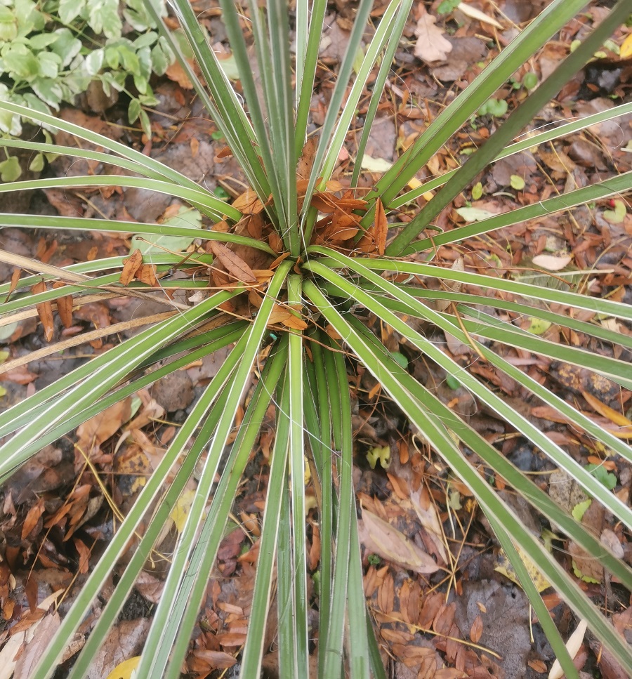 Image of genus Yucca specimen.