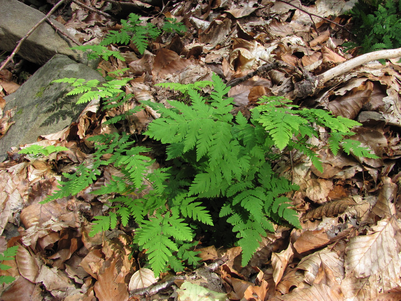 Image of Gymnocarpium dryopteris specimen.