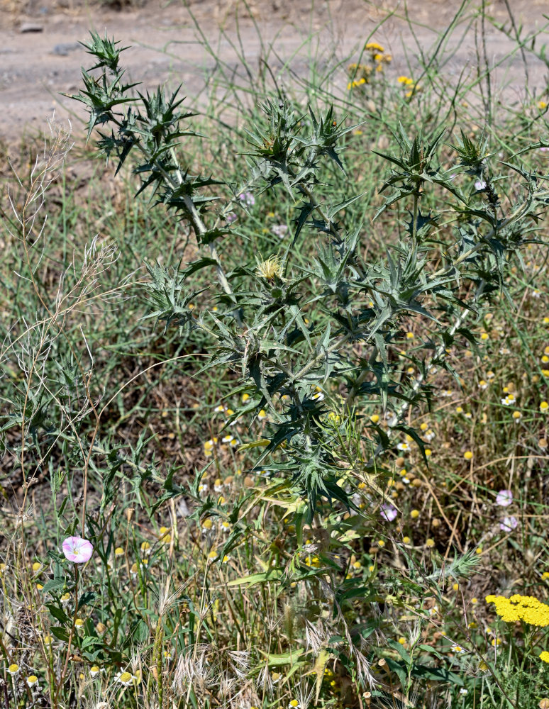 Image of Carthamus lanatus specimen.