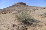 Ephedra strobilacea