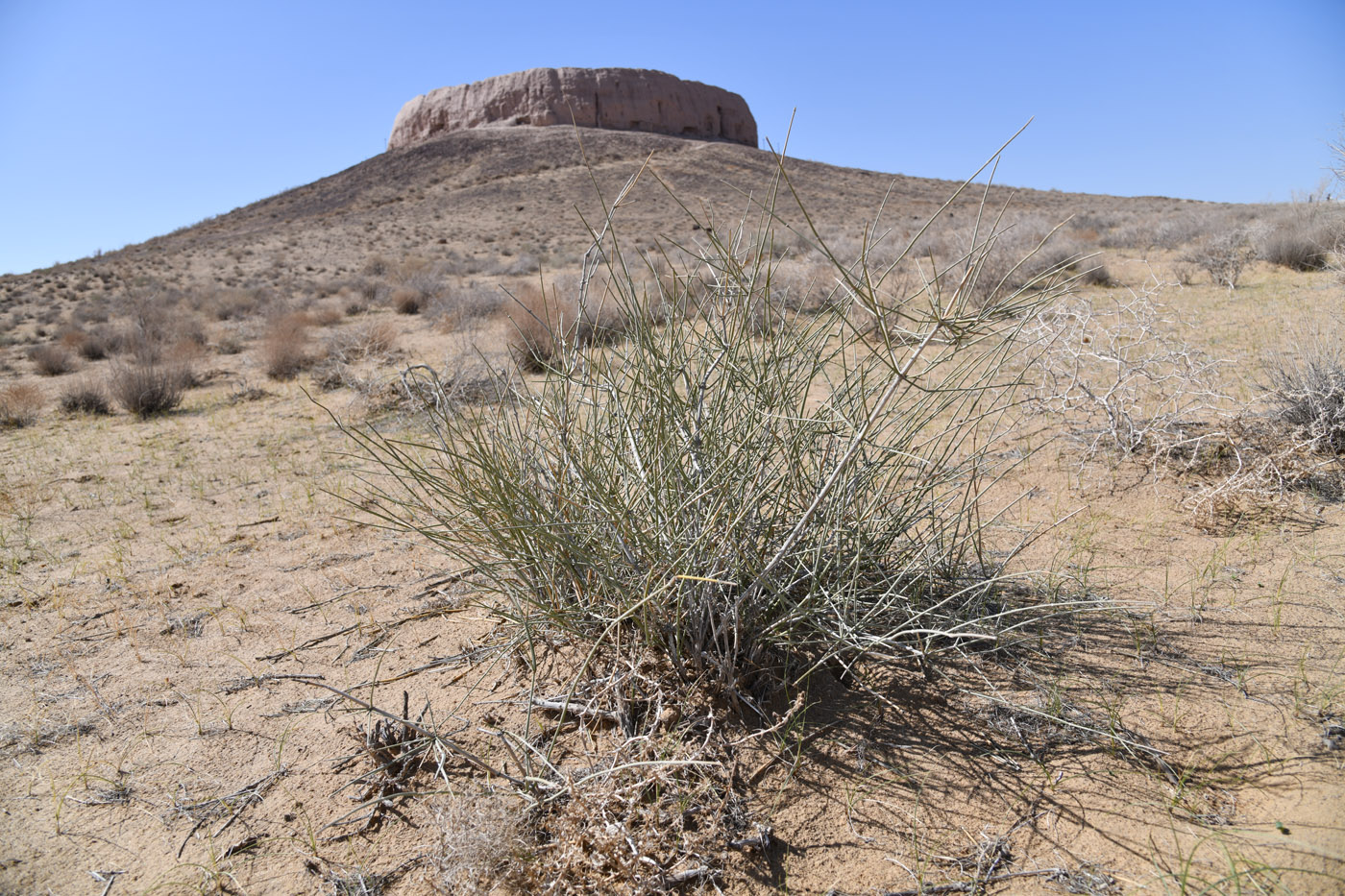 Image of Ephedra strobilacea specimen.