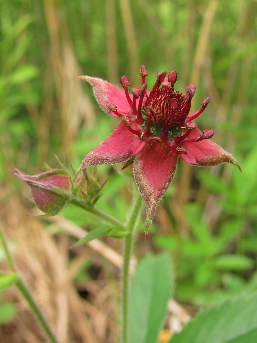 Image of Comarum palustre specimen.