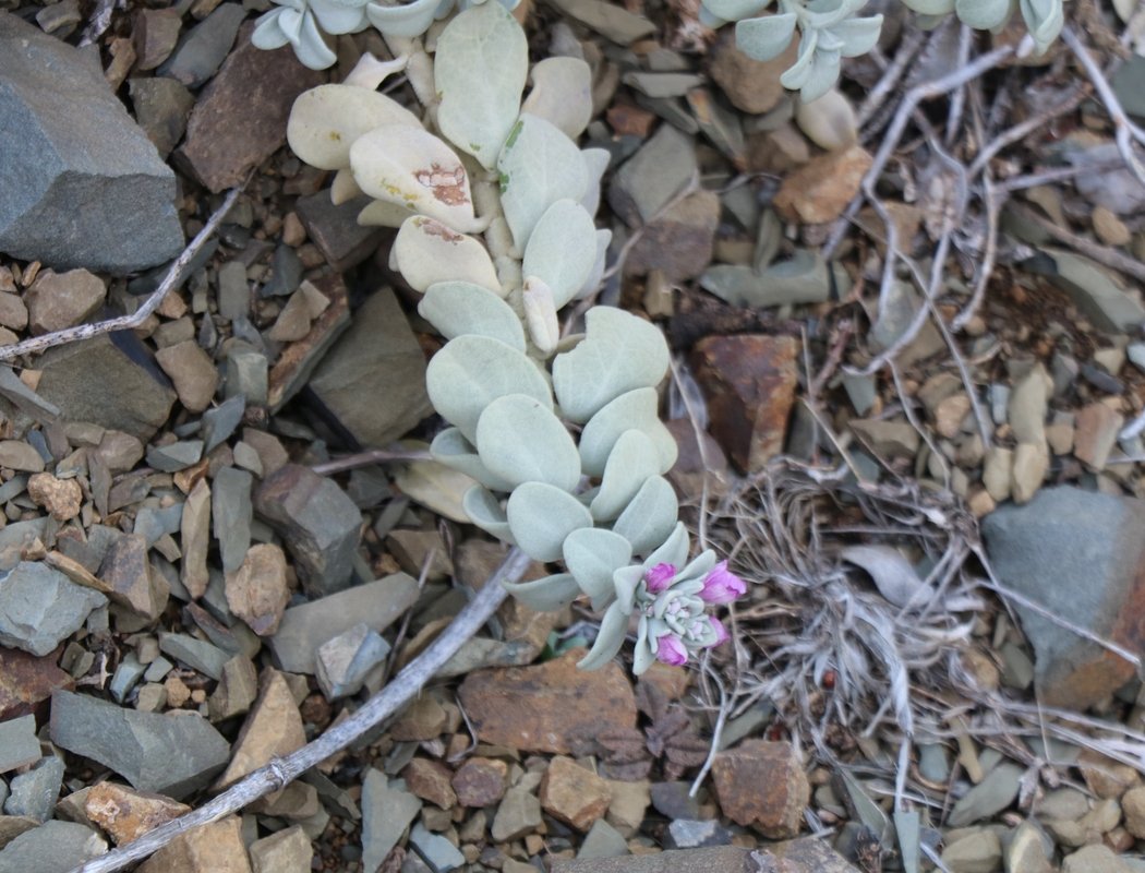 Image of Stachys stschegleewii specimen.
