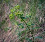 Euphorbia korshinskyi. Верхушка плодоносящего растения. Пермский край, Кунгурский р-н, окр. дер. Дейково, окр. ур. Греховская гора, крутой склон. 04.06.2023.