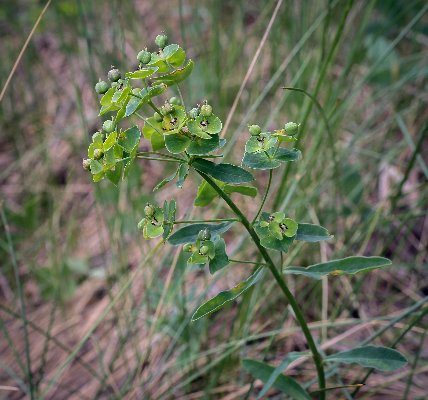 Изображение особи Euphorbia korshinskyi.