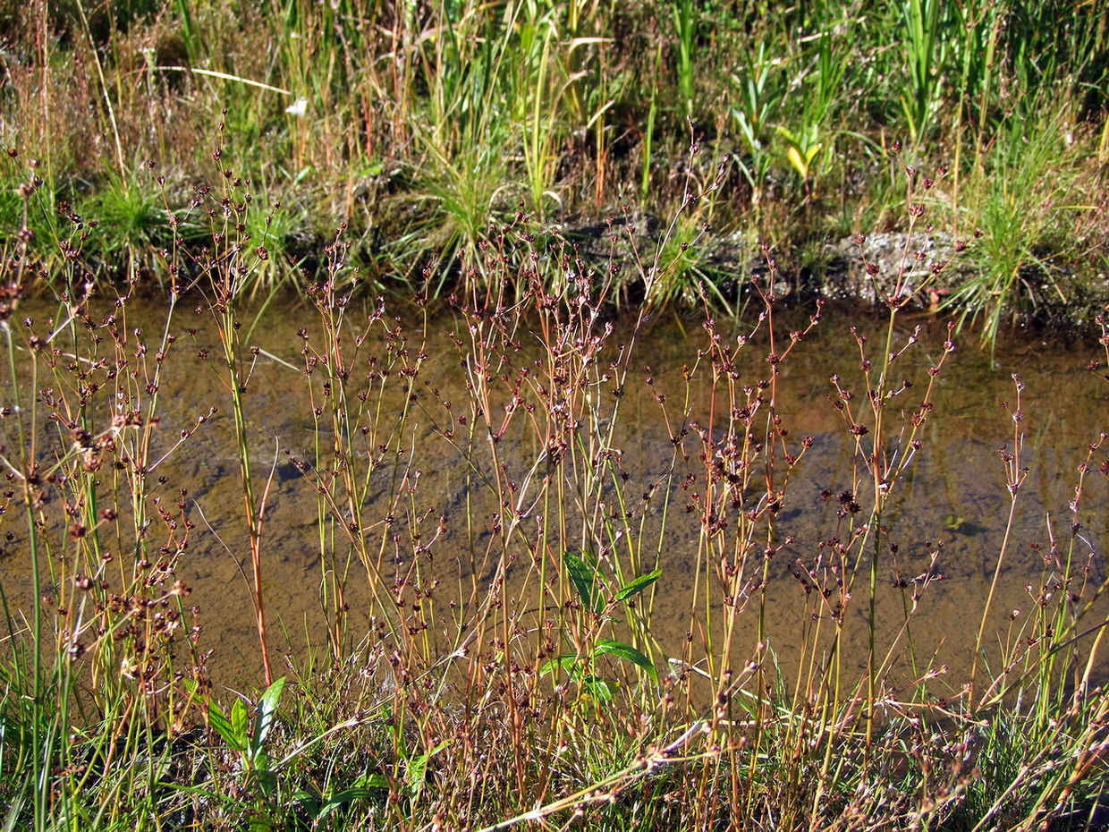 Изображение особи Juncus alpino-articulatus.