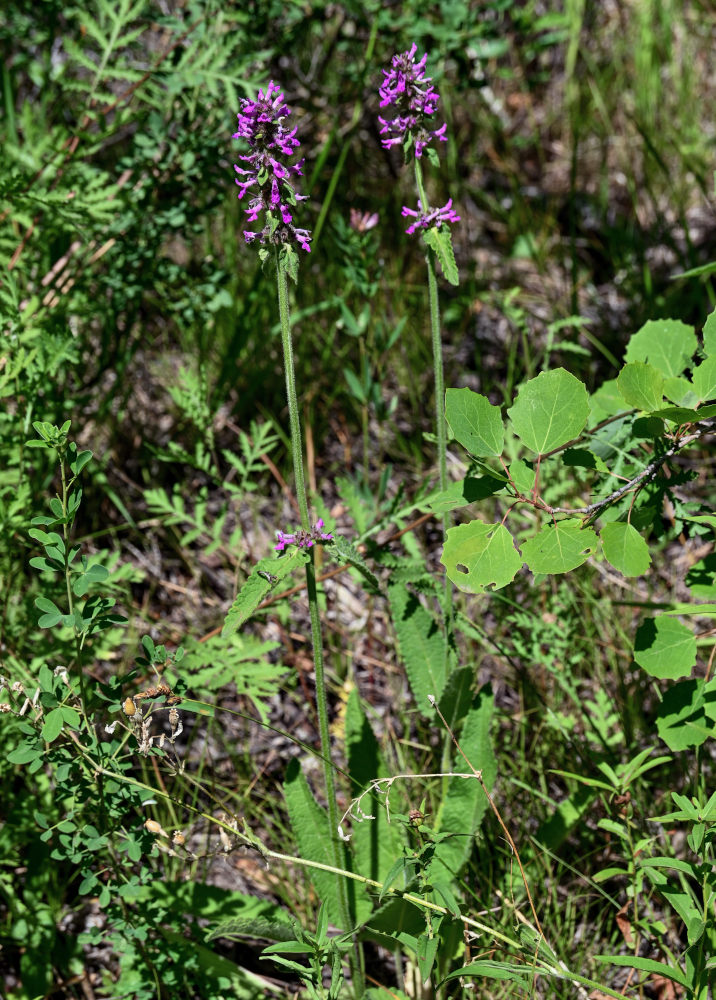 Изображение особи Betonica officinalis.