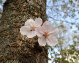 Prunus serrulata. Цветки, развившиеся на укороченном побеге на стволе взрослого дерева. Москва, ГБС, дендрарий, посадка в подлеске дубравы. 07.05.2021.