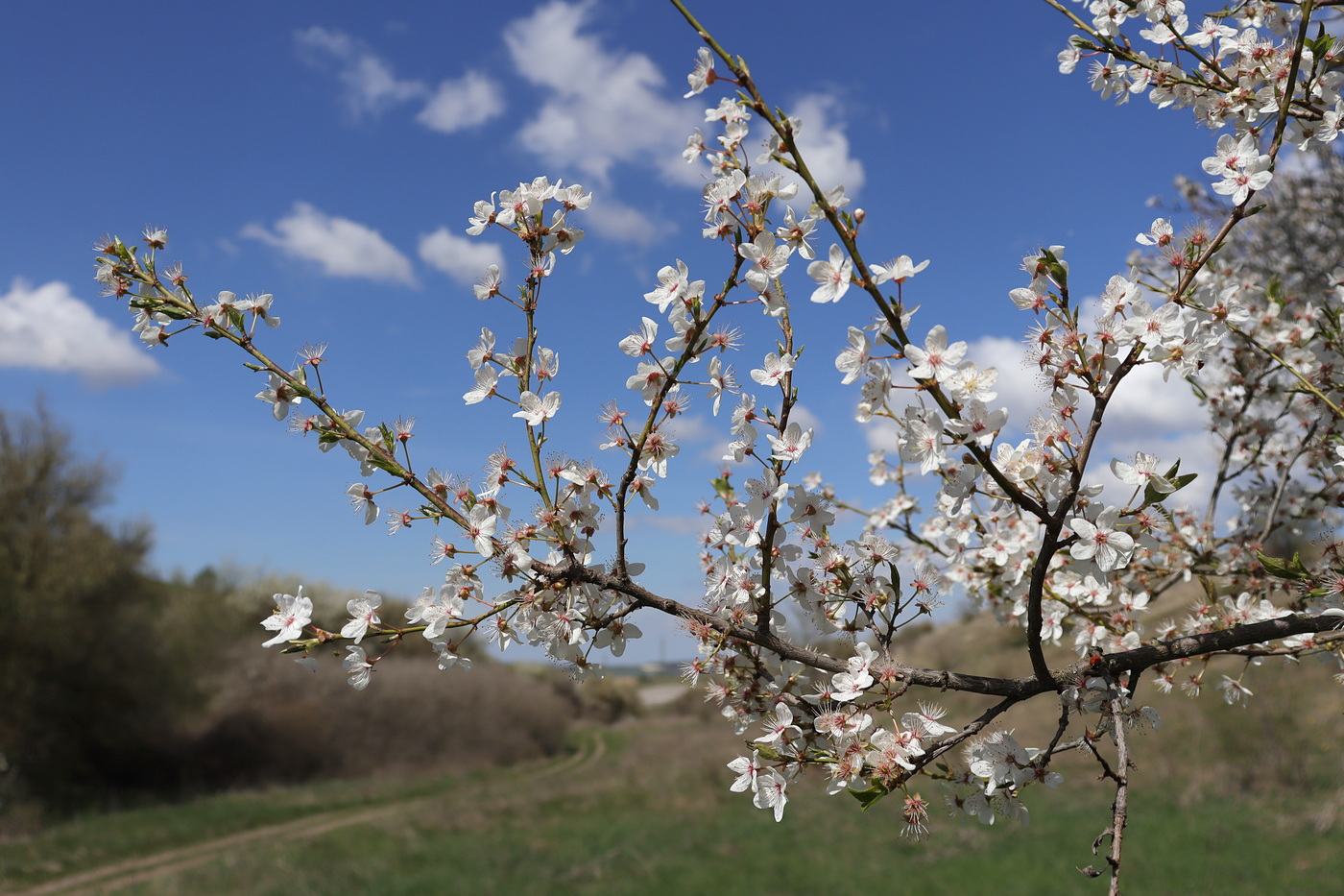 Image of Prunus cerasifera specimen.