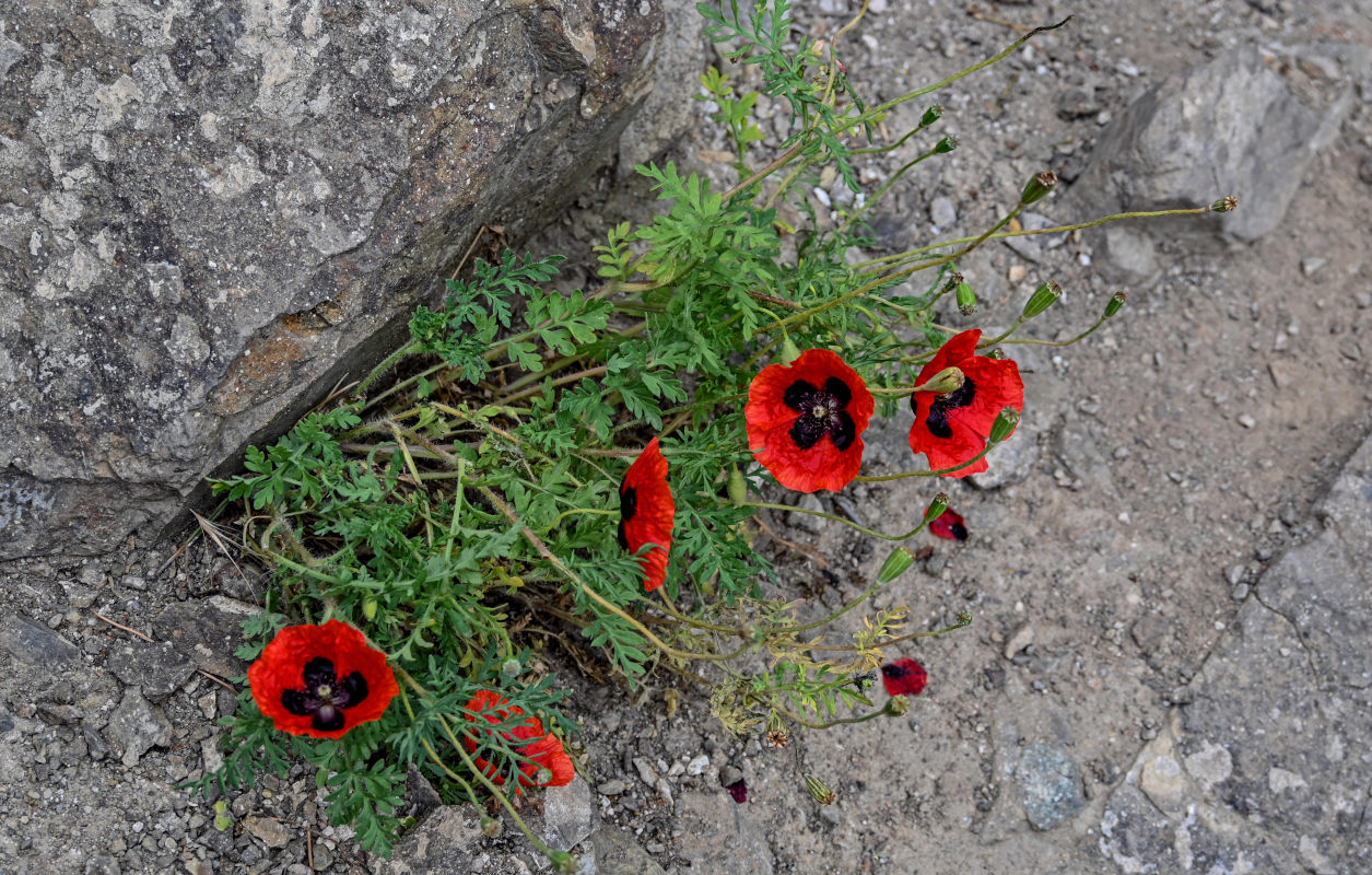 Изображение особи род Papaver.