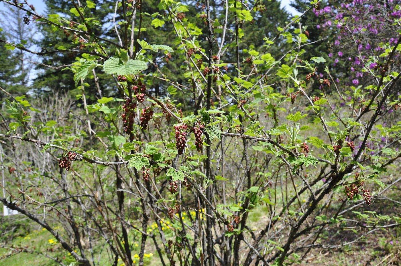Изображение особи Ribes latifolium.