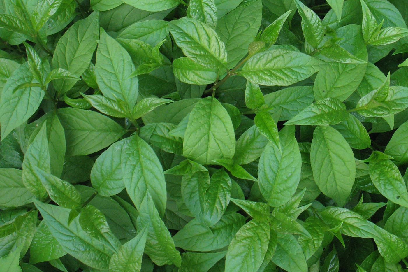 Image of Syringa josikaea specimen.