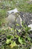 Arctium palladinii