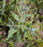 Buglossoides arvensis