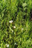 Gratiola officinalis